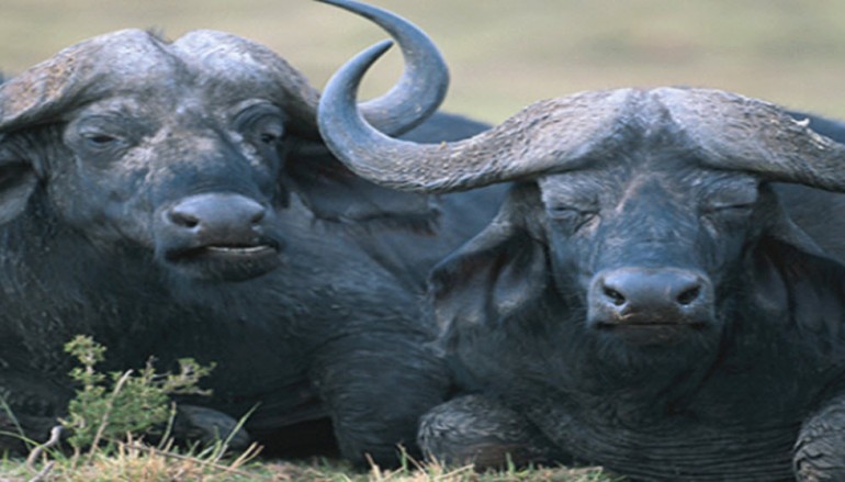 Buffalo buffalo buffalo: malware that attacks malware