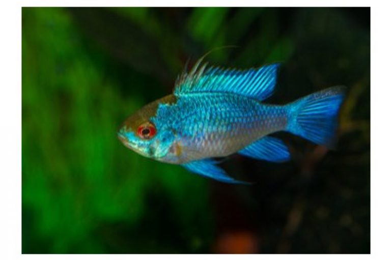 DHS Releases Analysis of ELECTRICFISH Malware