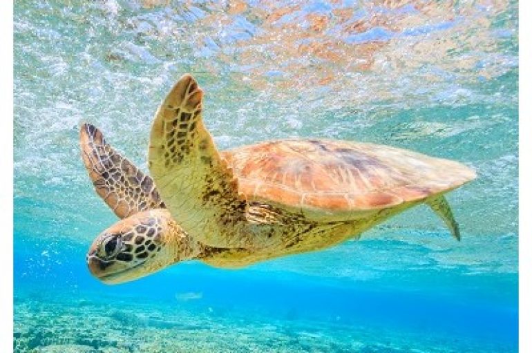 Sea Turtle DNS Hijackers Go After More Victims