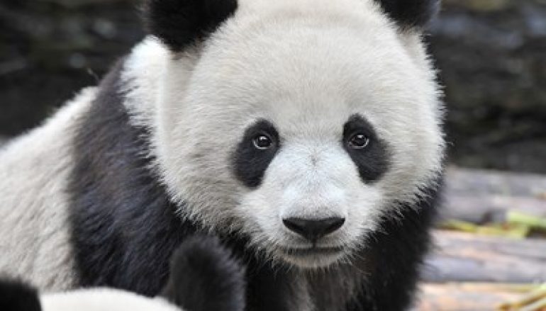 WatchGuard Completes Panda Acquisition