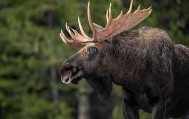 Moose Remain Unaware of Lottery Privacy Breach
